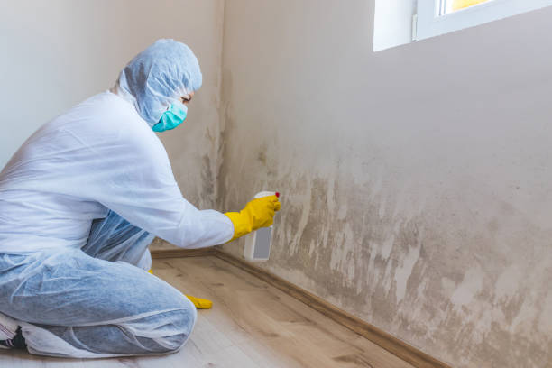 Black mold inspection in Carrollton