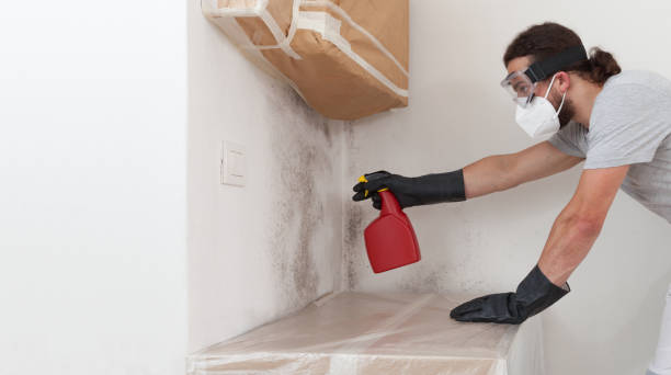 Basement Mold Remediation treatment on basement walls in Carrollton
